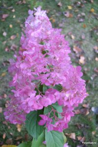 IMG_2616.JPG
