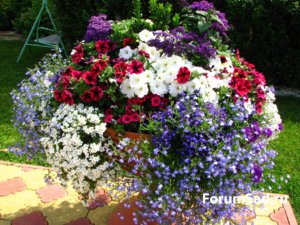 IMG_1801.JPG