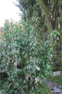 IMG_6307.JPG