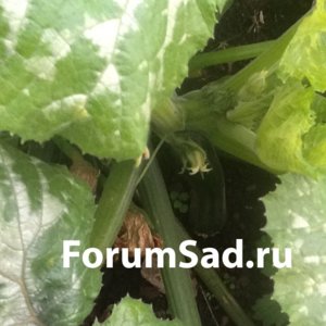 image.jpeg
