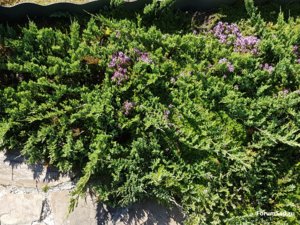 20170616_092132.jpg
