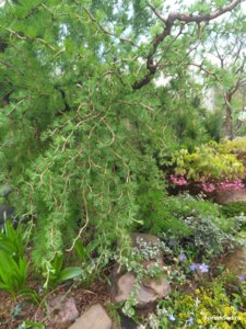 IMG_20170520_180318.jpg