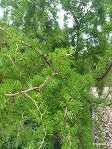 IMG_20170520_180432.jpg