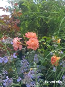 IMG_20160701_165454.jpg