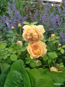 IMG_20170715_184100.jpg