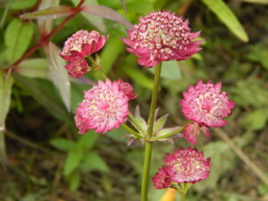 DSCN2386.JPG