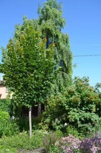 DSC_0561.JPG
