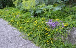 DSC_0066.JPG