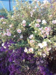 IMG_20170916_180420.jpg