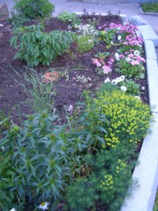 2017.07.19_CIMG1116.JPG