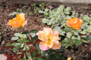 IMG_3027.JPG