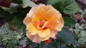 20170730_173825.jpg