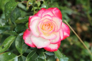 IMG_5785.JPG