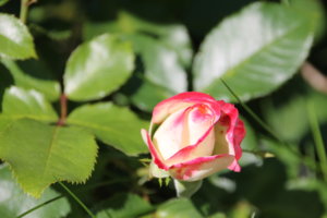 IMG_3432.JPG