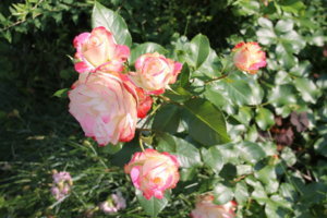 IMG_3596.JPG