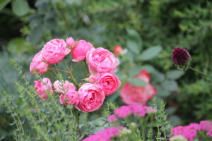 IMG_9023.JPG