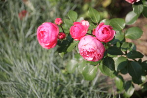 IMG_9384.JPG