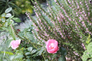 IMG_9454.JPG