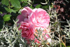 IMG_4070.JPG