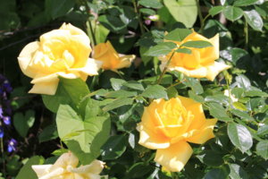 IMG_3706.JPG