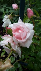 20160806_184421.jpg