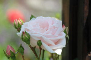 IMG_2762.JPG