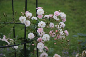 IMG_3184.JPG