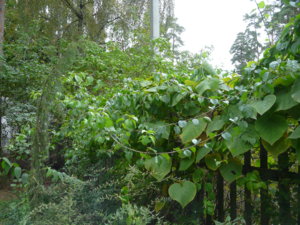 P1100254.JPG