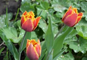 DSC_0032.JPG