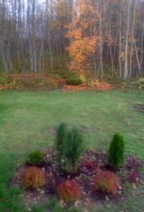 IMG_2203.JPG