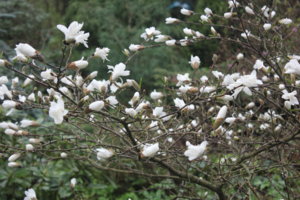 stellata.JPG
