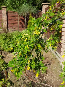 20170525_085031.jpg