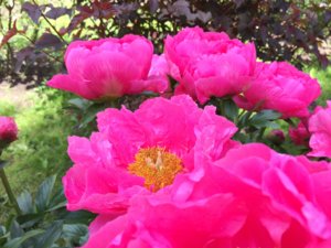 IMG_0030.JPG