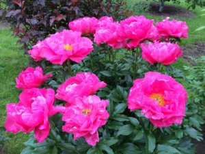 IMG_0077.JPG