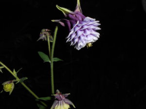 DSCN0413.JPG