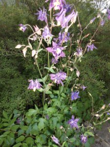 DSCN0411.JPG