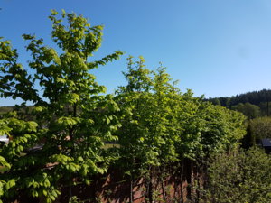 20170525_090338.jpg