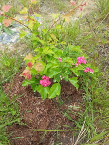 20170624_123906.jpg