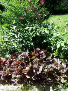 DSCF0951.JPG