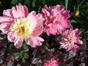 DSCF2281.JPG