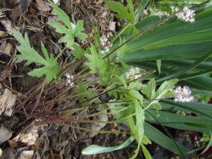DSCF3935.JPG