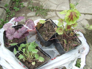 DSCF3937.JPG