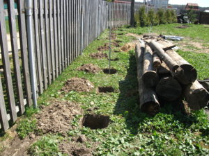 DSCF3274.JPG