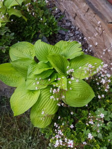 20170616_105224.jpg