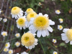 IMG_3252.JPG
