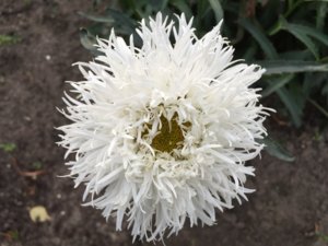 IMG_3249.JPG