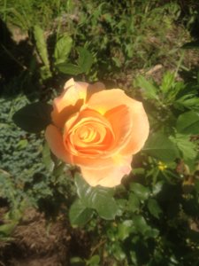 IMG_0826.JPG