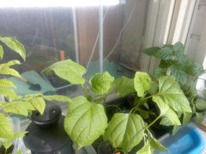 IMG_20170420_153458.jpg