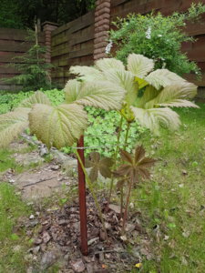 20170604_113659.jpg