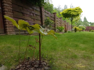 20170604_113759.jpg